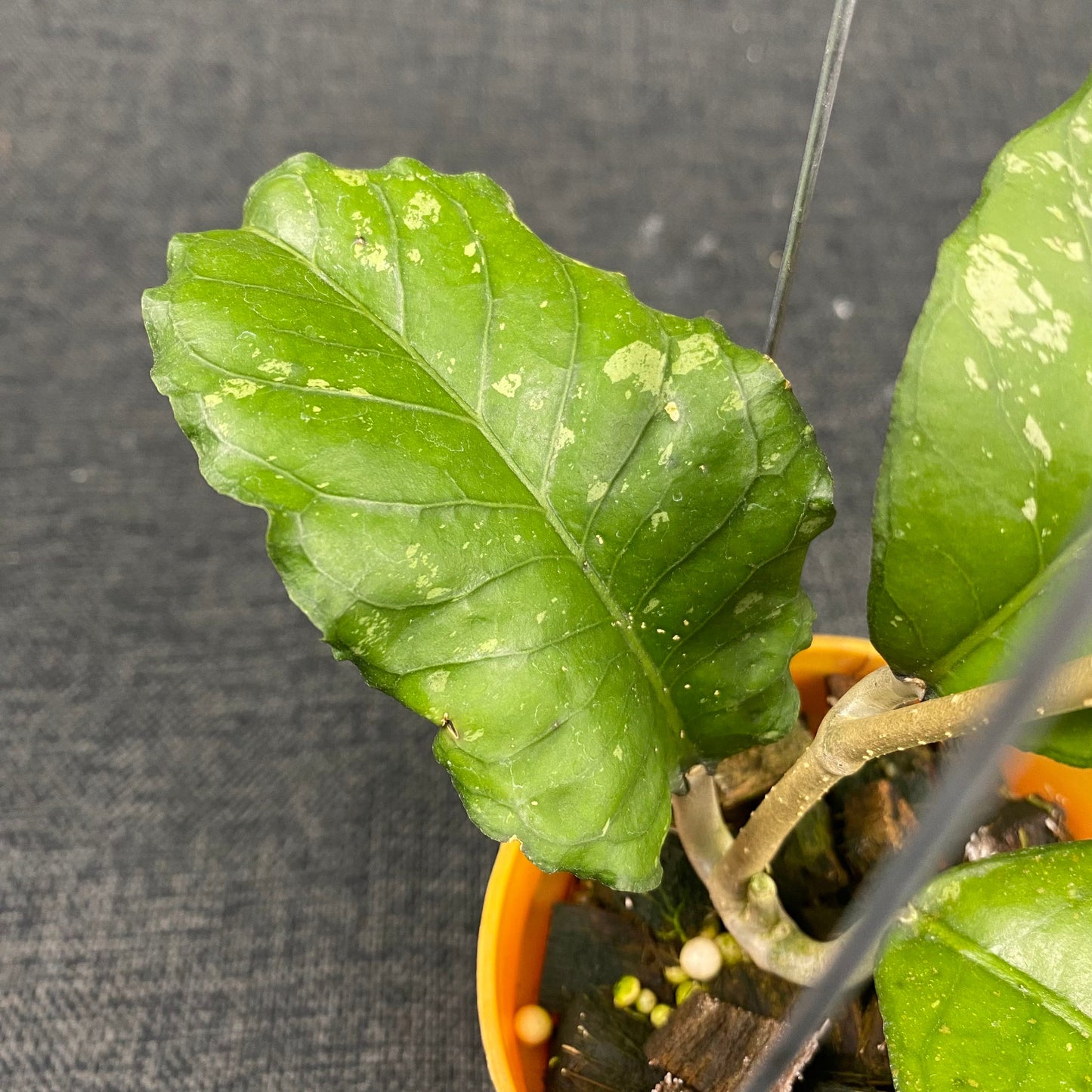 Hoya SP Aceh X-10