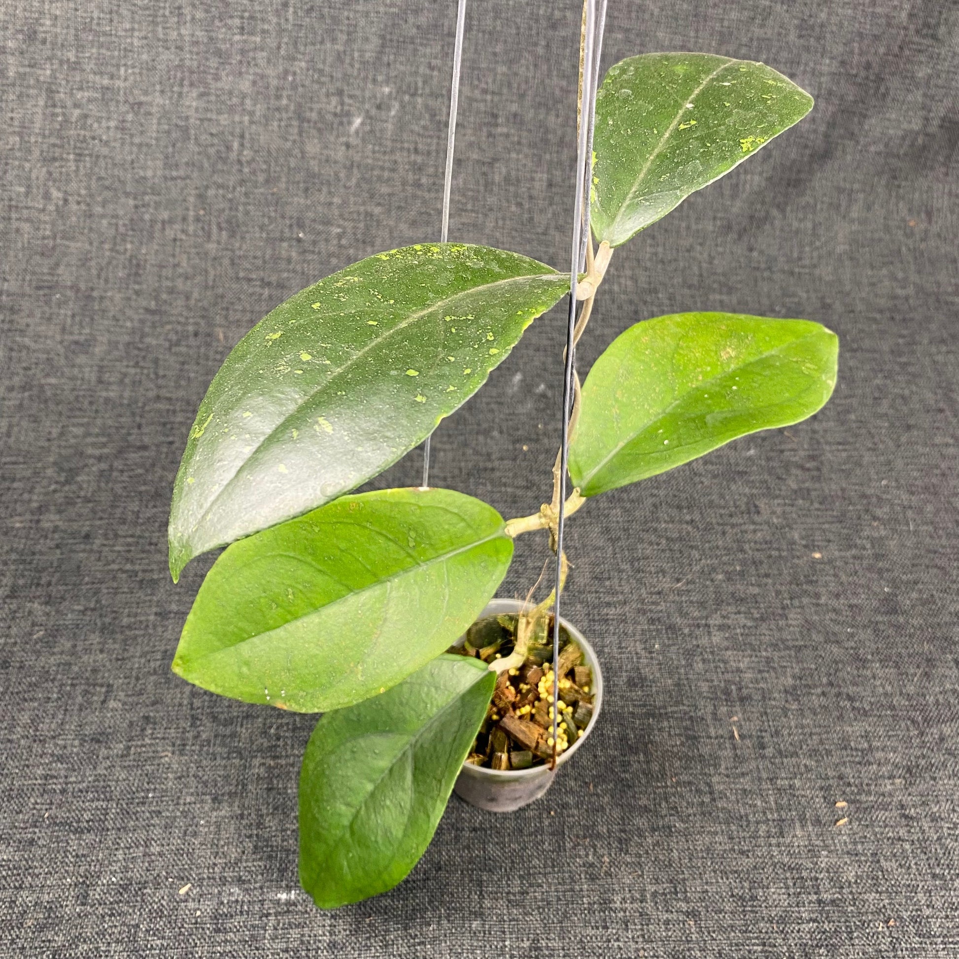 Hoya SP Cikidang - Indonesian Rare Plants