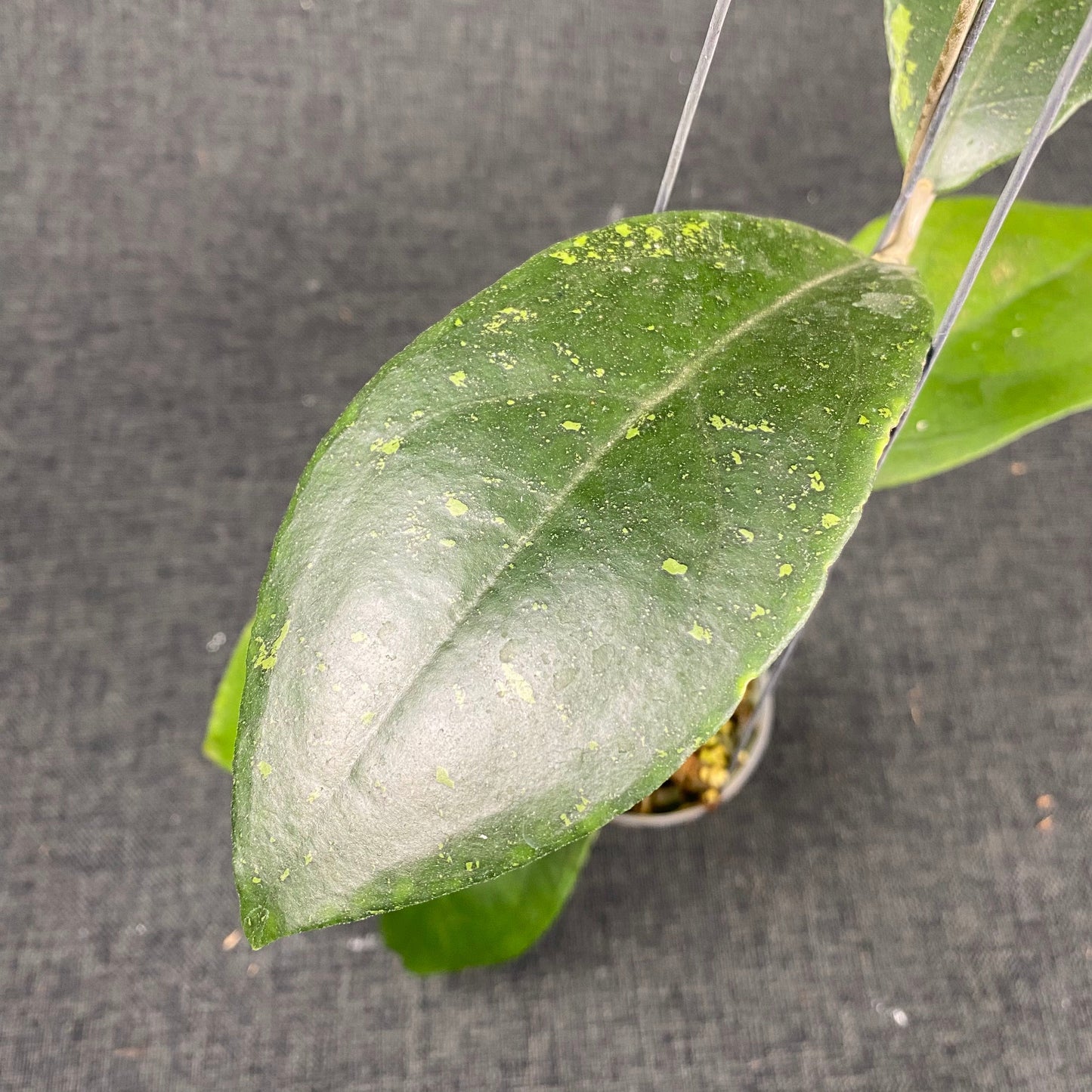 Hoya SP Cikidang