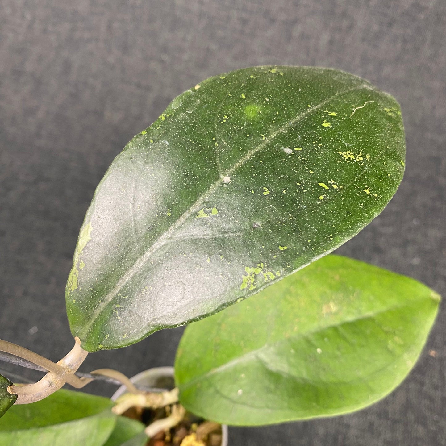 Hoya SP Cikidang