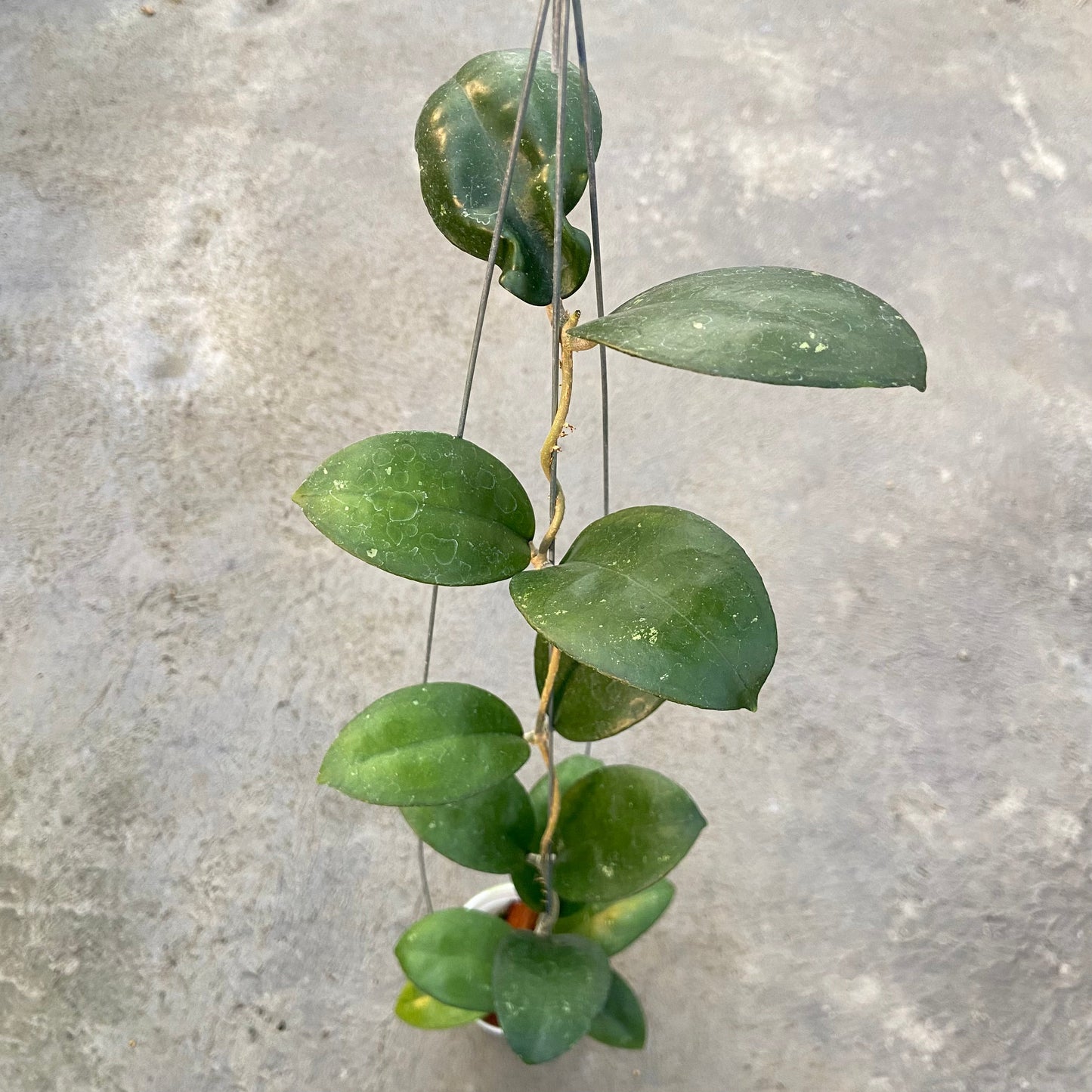 Hoya SP Sukabumi Turtle - Indonesian Rare Plants