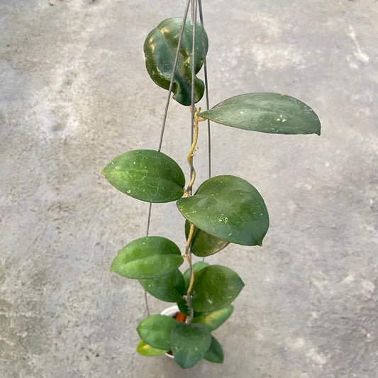 Hoya SP Sukabumi Turtle - Indonesian Rare Plants