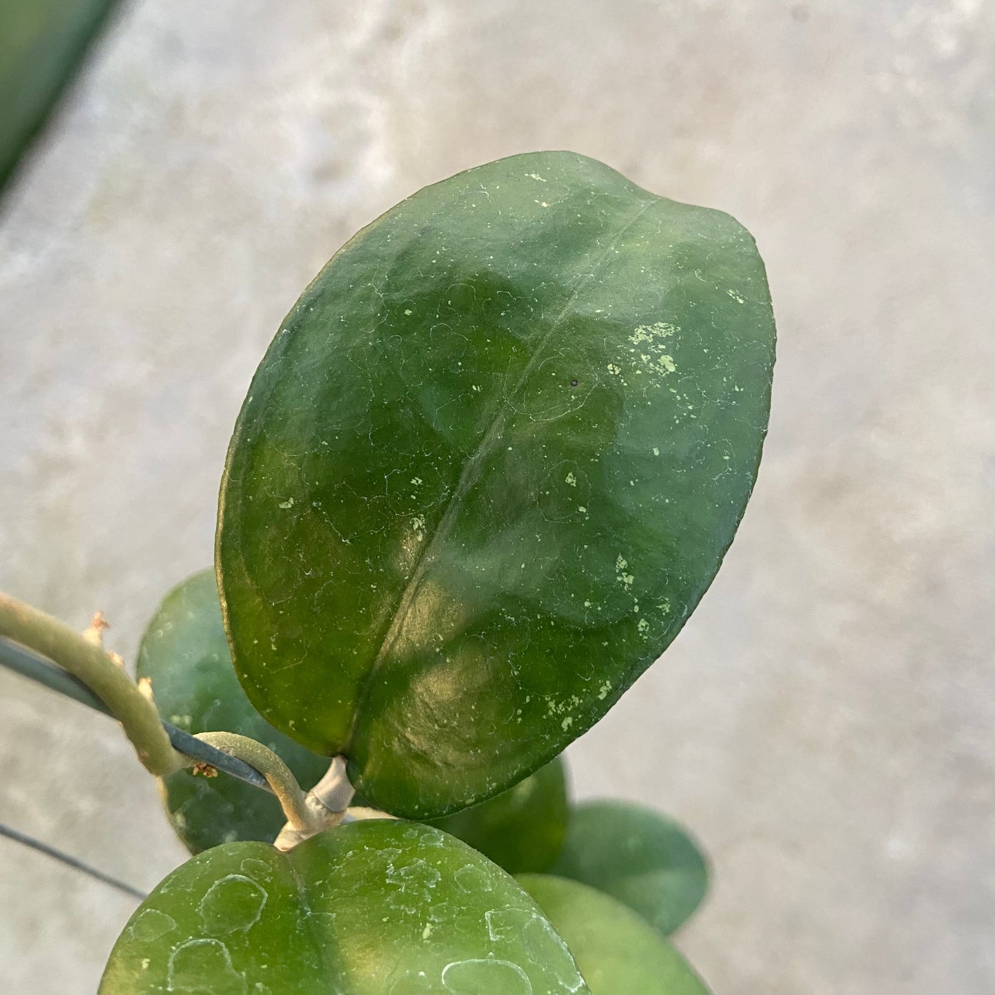 Hoya SP Sukabumi Turtle