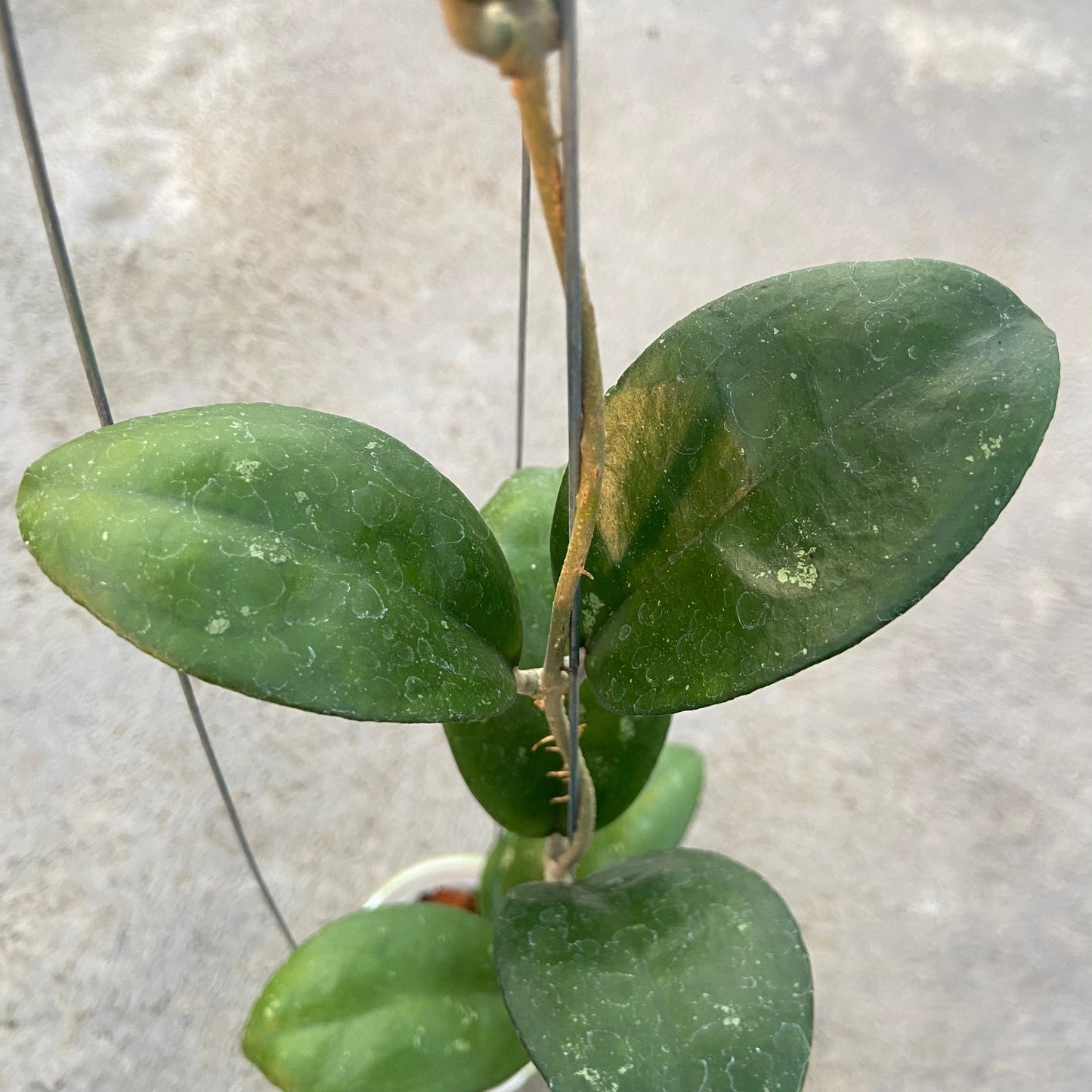 Hoya SP Sukabumi Turtle