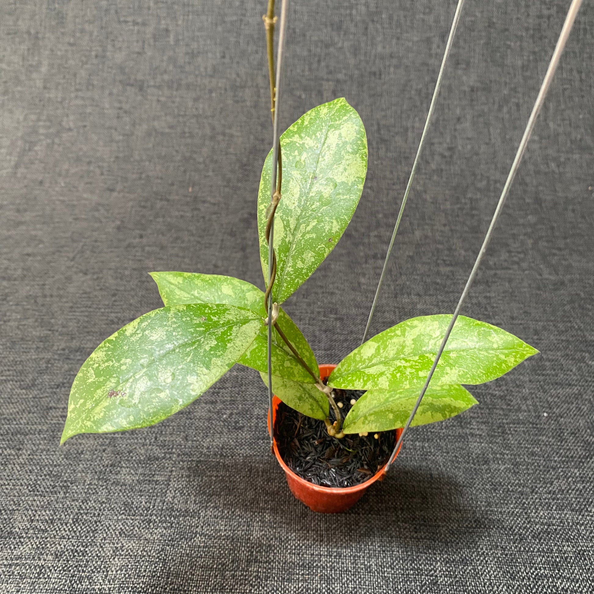 Hoya SP Kapuas Hulu High Splash - Indonesian Rare Plants