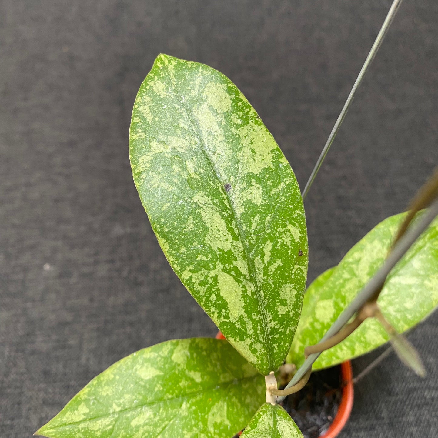 Hoya SP Kapuas Hulu High Splash