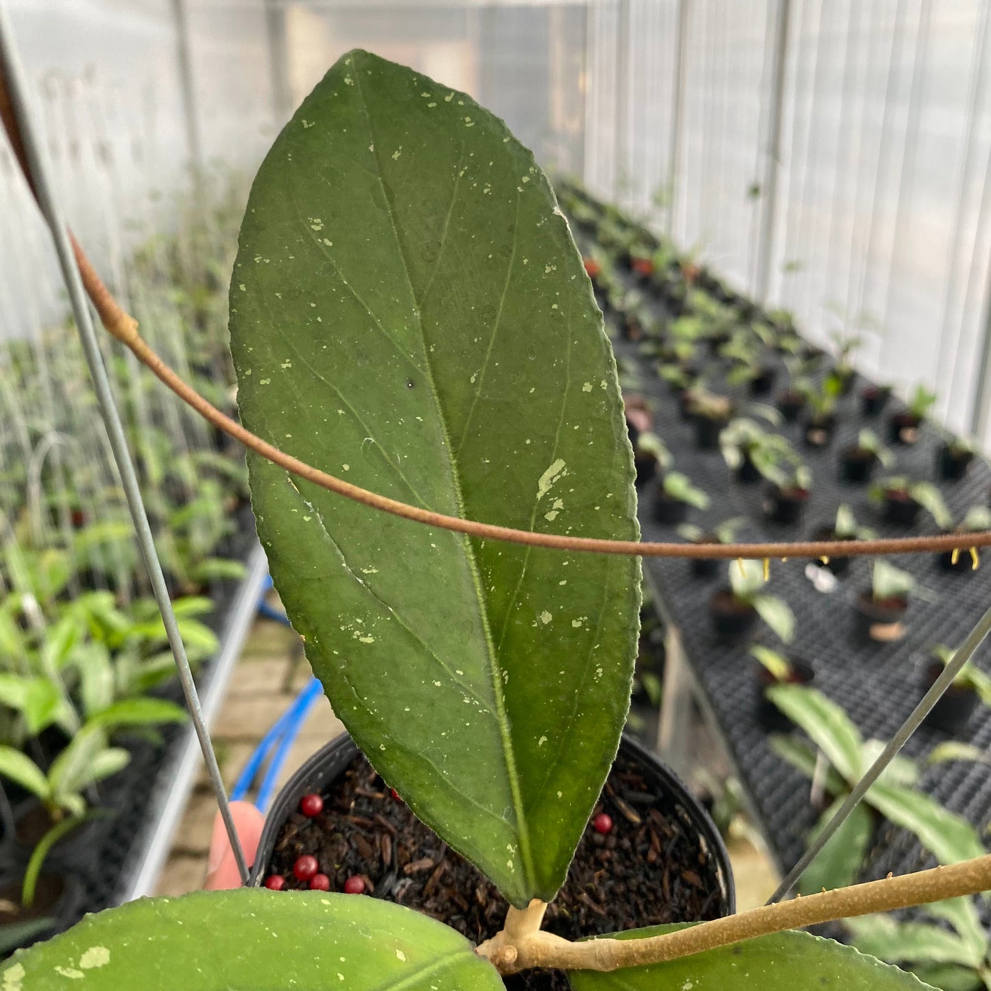 Hoya SP Tanggamus Bottom Red