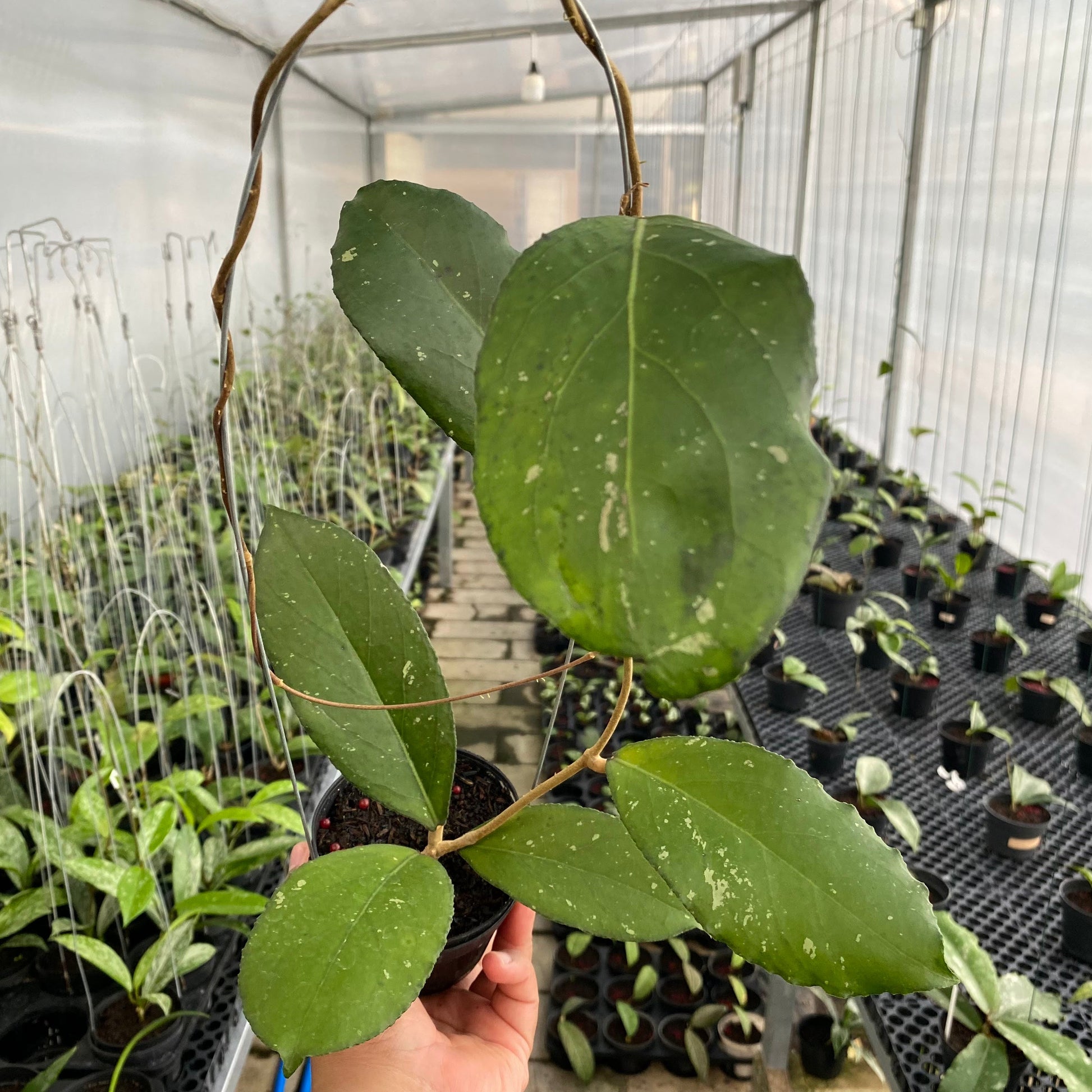 Hoya SP Tanggamus Bottom Red - Indonesian Rare Plants