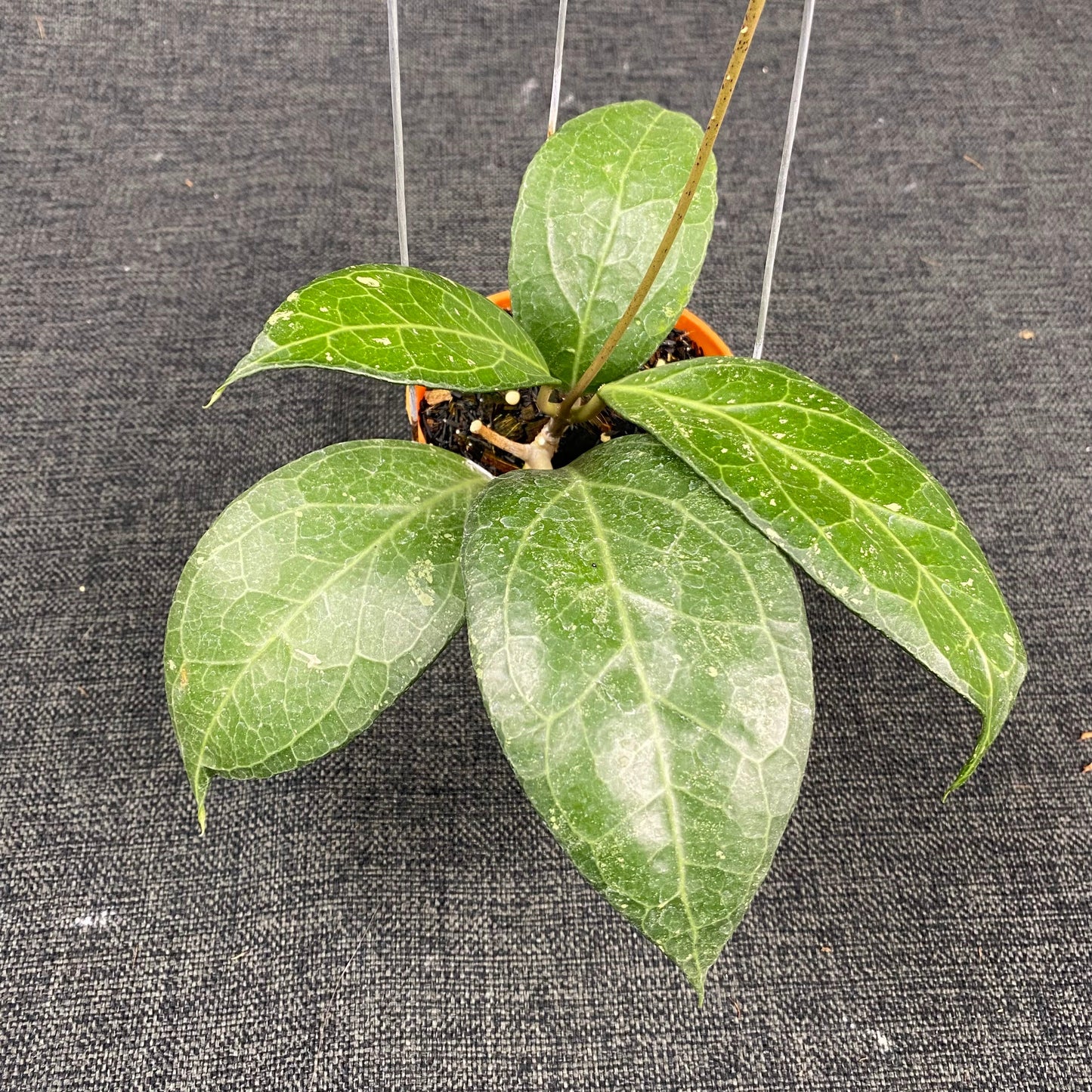 Hoya SP Tanggamus Wayang - Indonesian Rare Plants