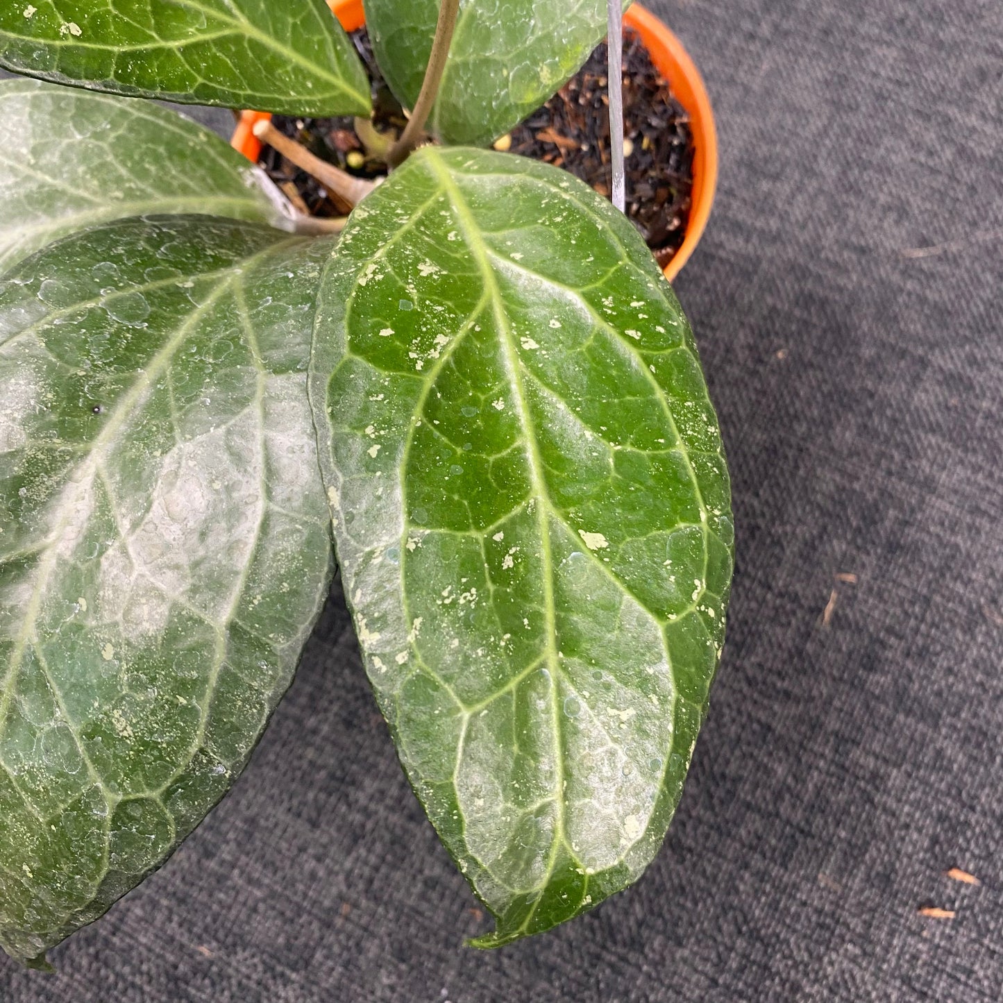 Hoya SP Tanggamus Wayang