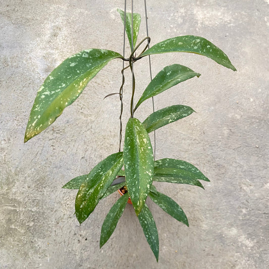 Hoya Sulawesiana x Clemensiorum Splash - Indonesian Rare Plants