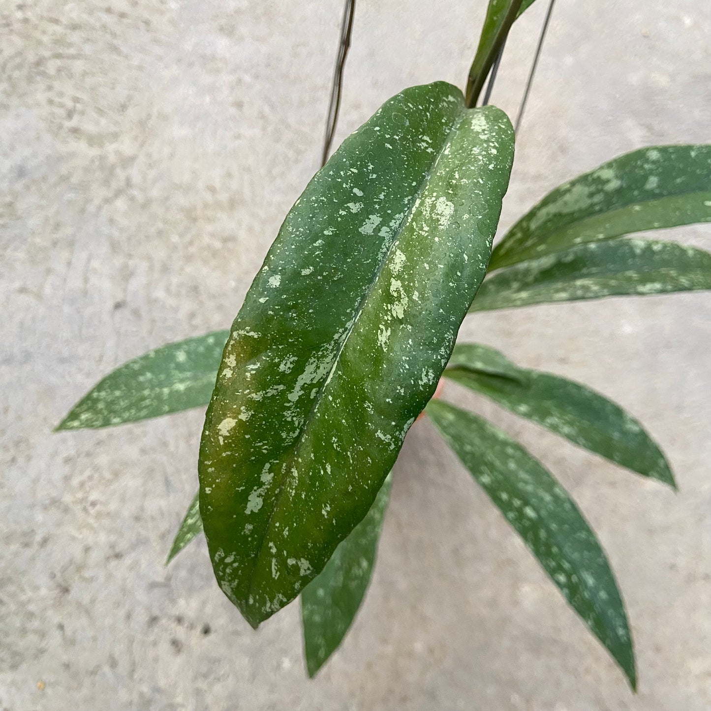 Hoya Sulawesiana x Clemensiorum Splash