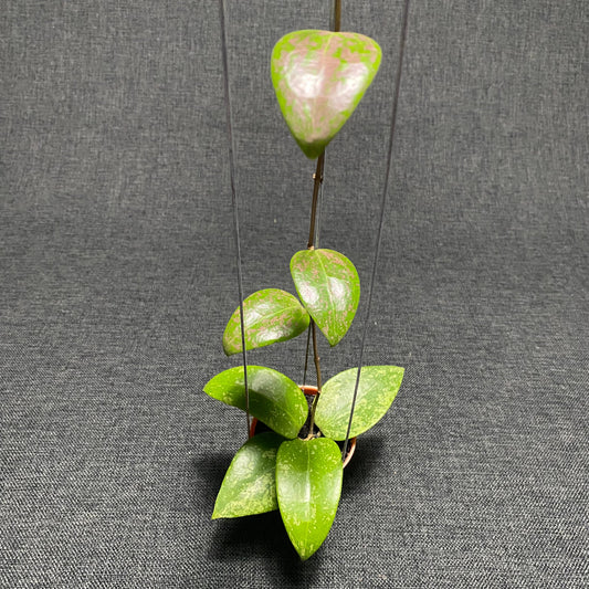 Hoya Verticillata Purple Aurora - Indonesian Rare Plants