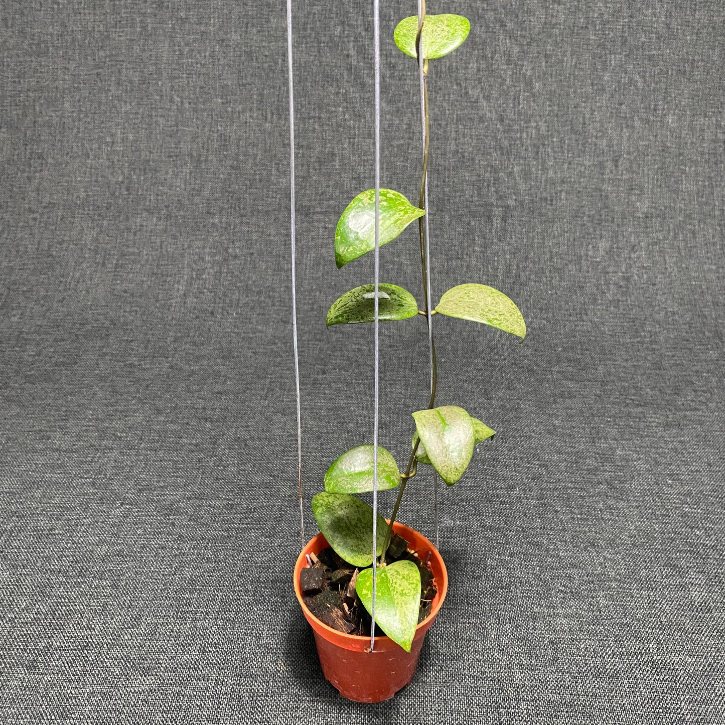 Hoya Verticillata Purple Aurora Silver - Indonesian Rare Plants