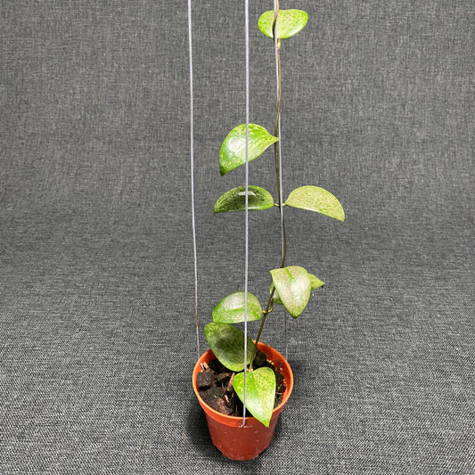 Hoya Verticillata Purple Aurora Silver - Indonesian Rare Plants