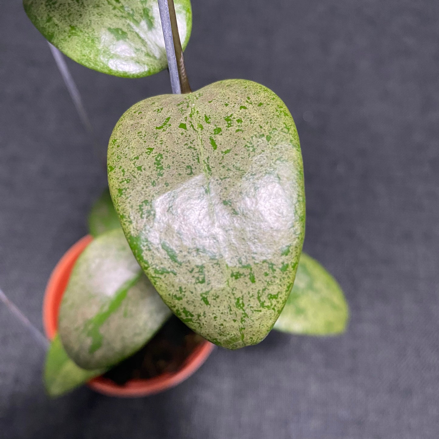 Hoya Verticillata Purple Aurora Silver
