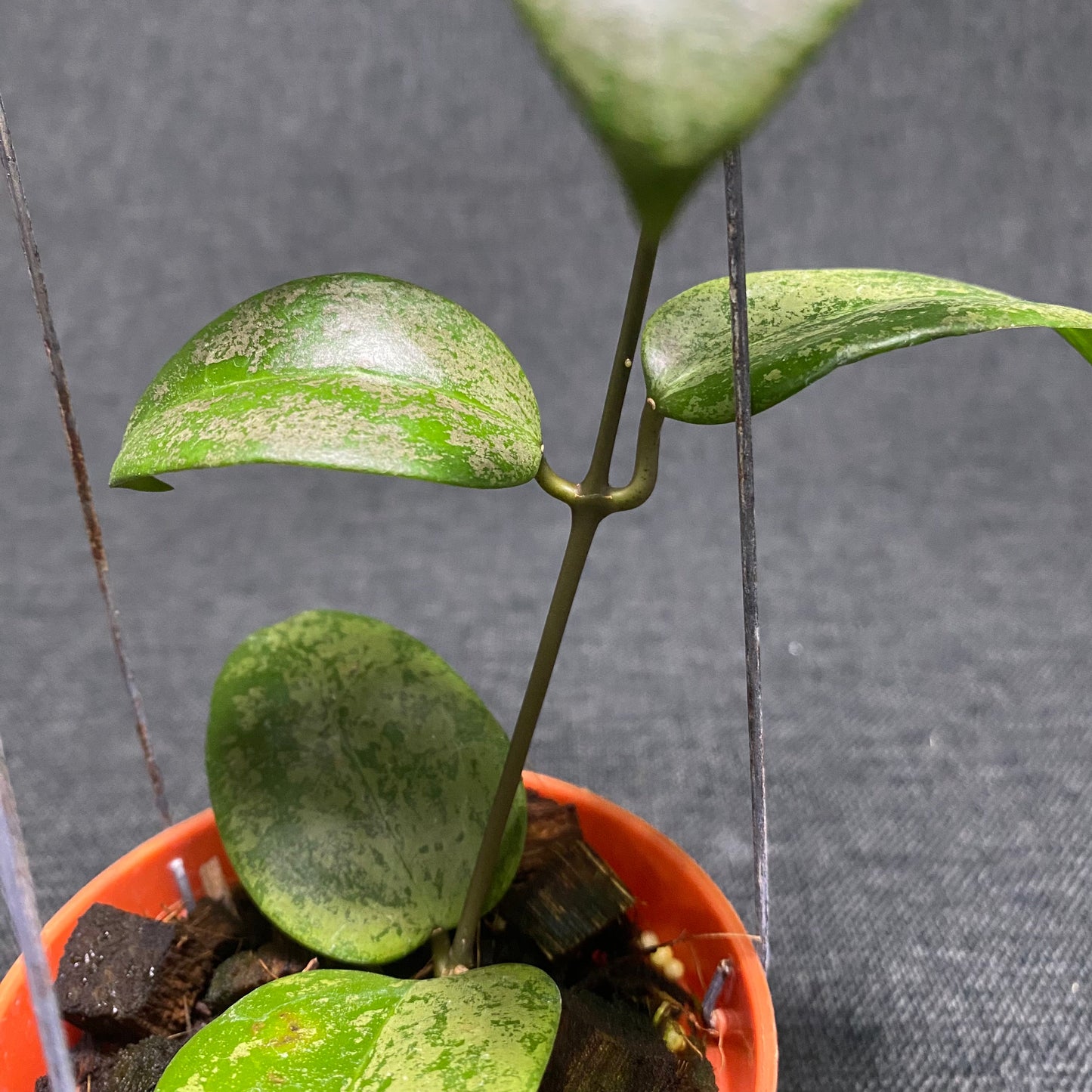 Hoya Verticillata Purple Aurora Silver