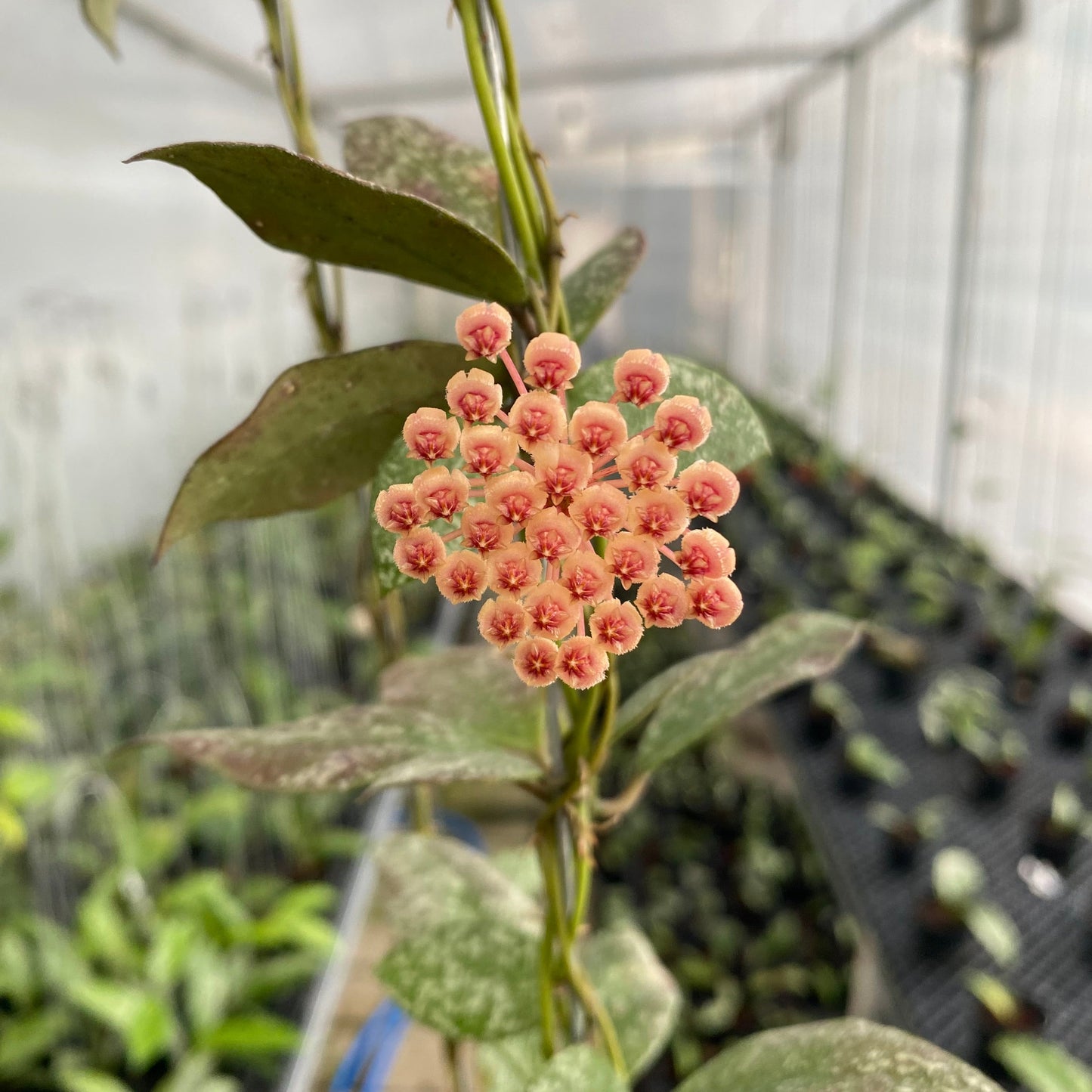 Hoya Walliniana Splash