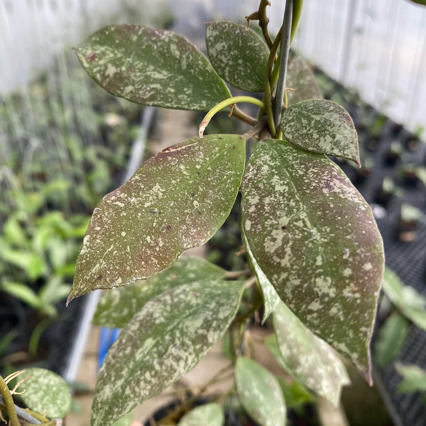 Hoya Walliniana Splash