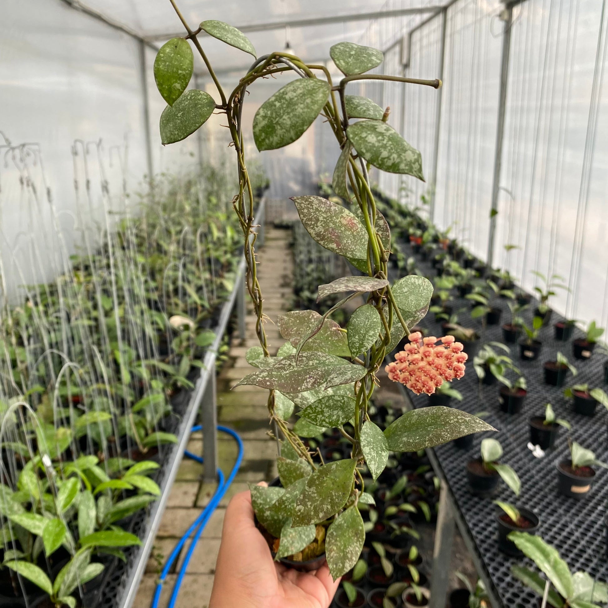Hoya Walliniana Splash - Indonesian Rare Plants