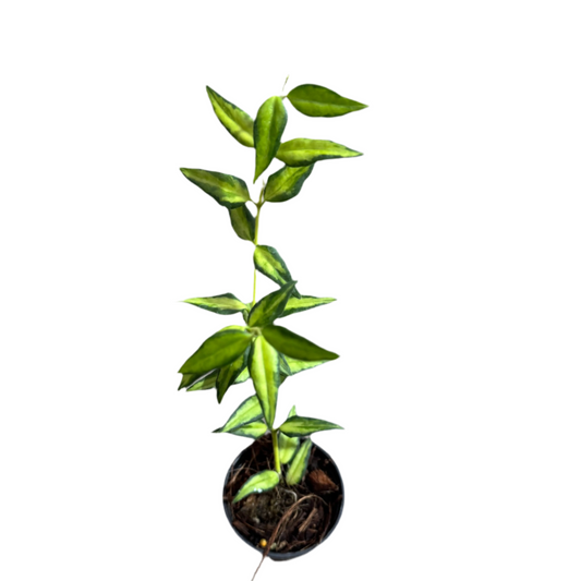 Hoya bella Luis Bois