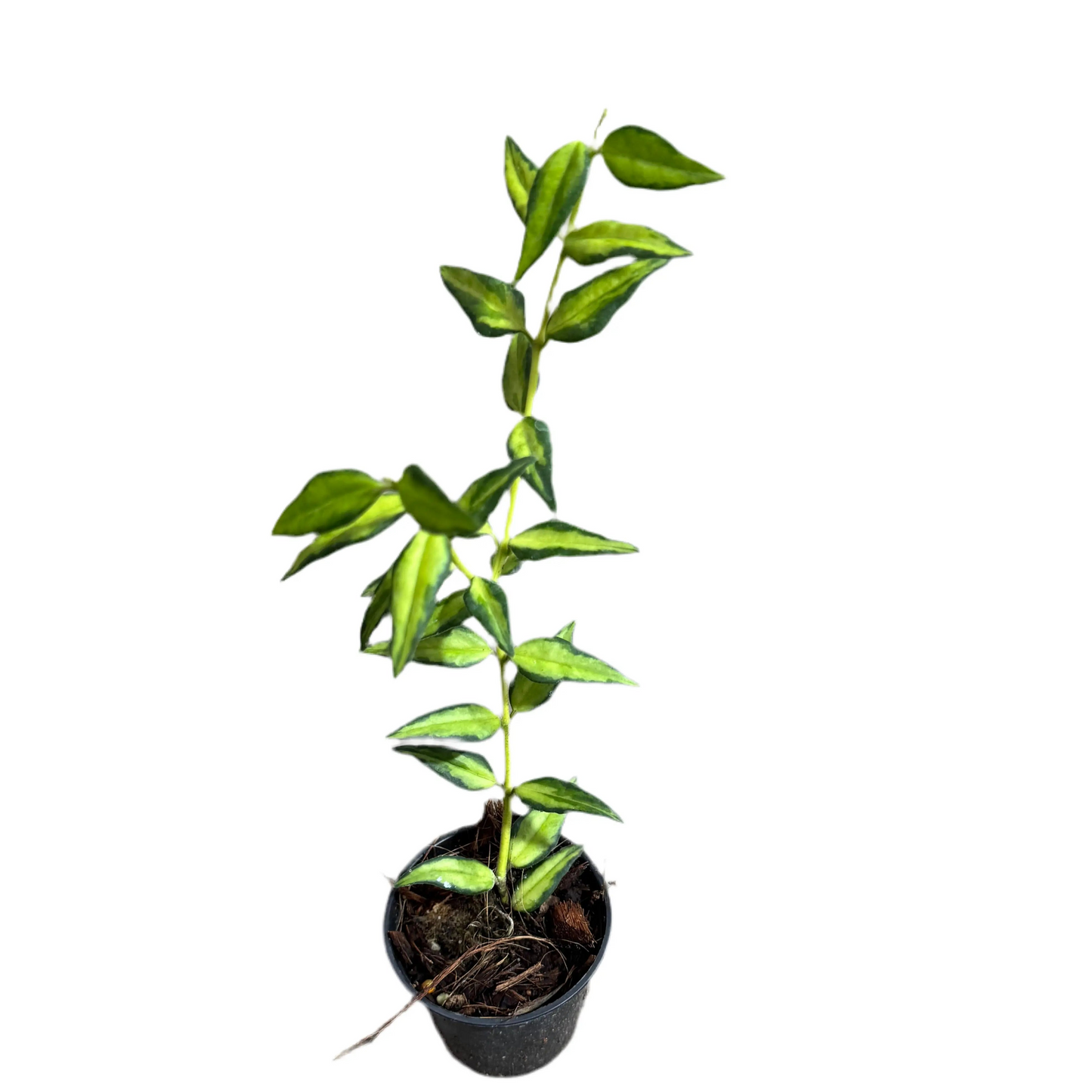 Hoya bella Luis Bois