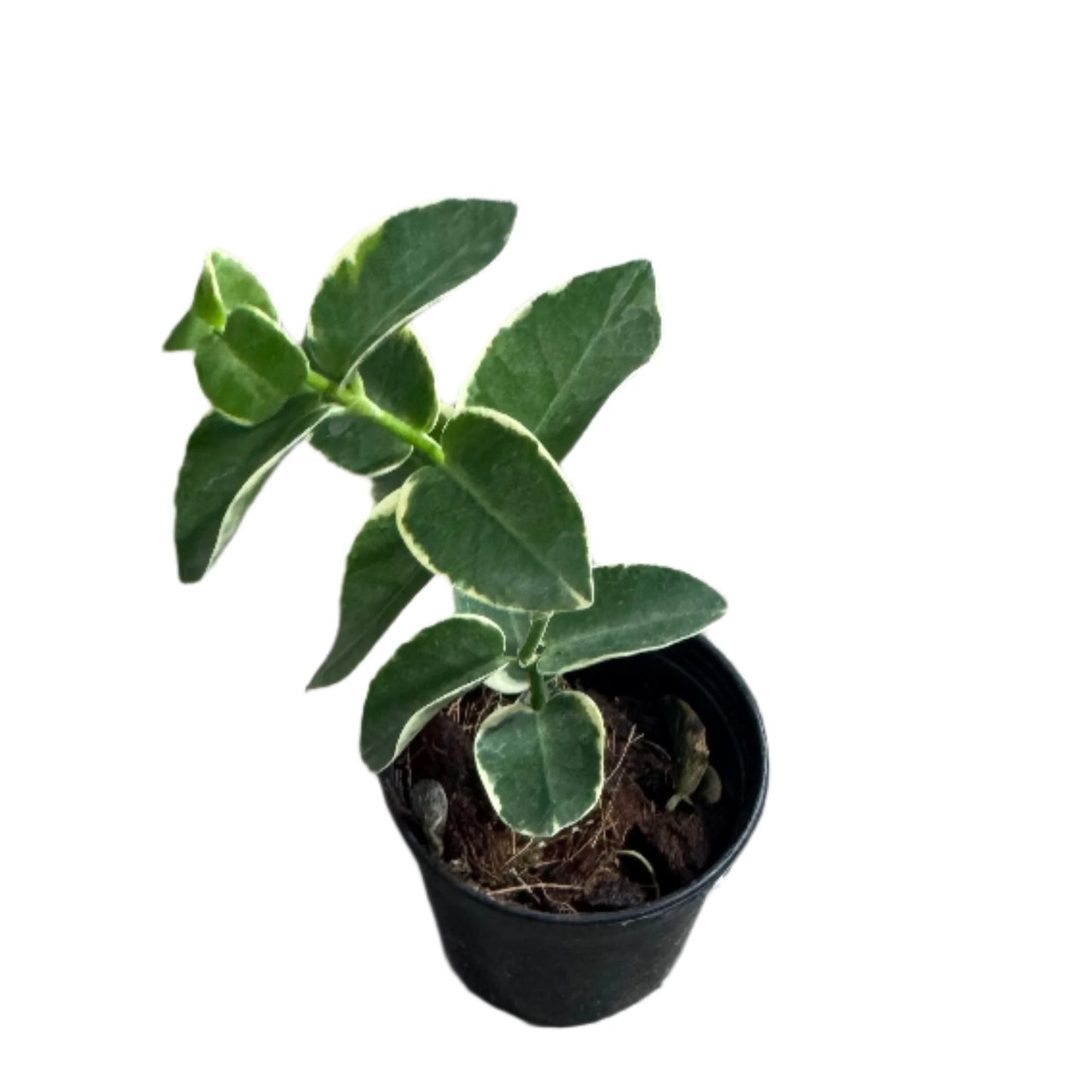 Hoya cumingiana albomarginata