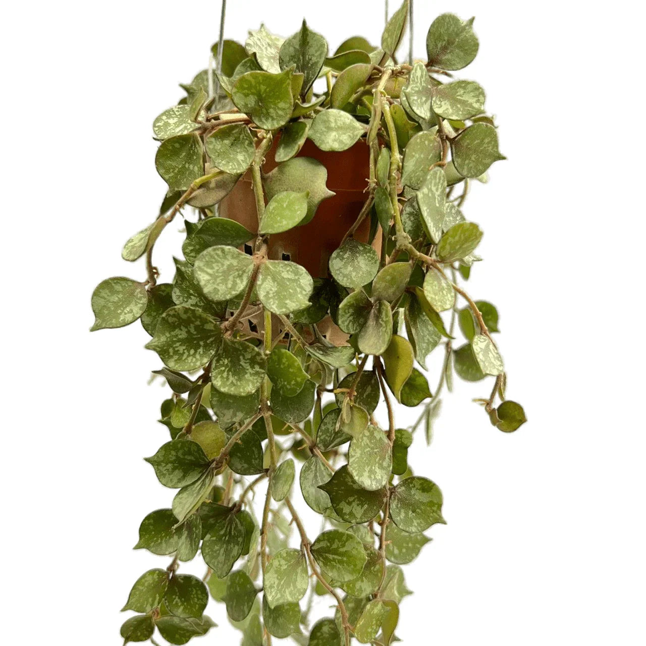 Hoya Curtisii Variegated