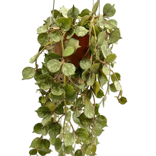 Hoya Curtisii Variegated