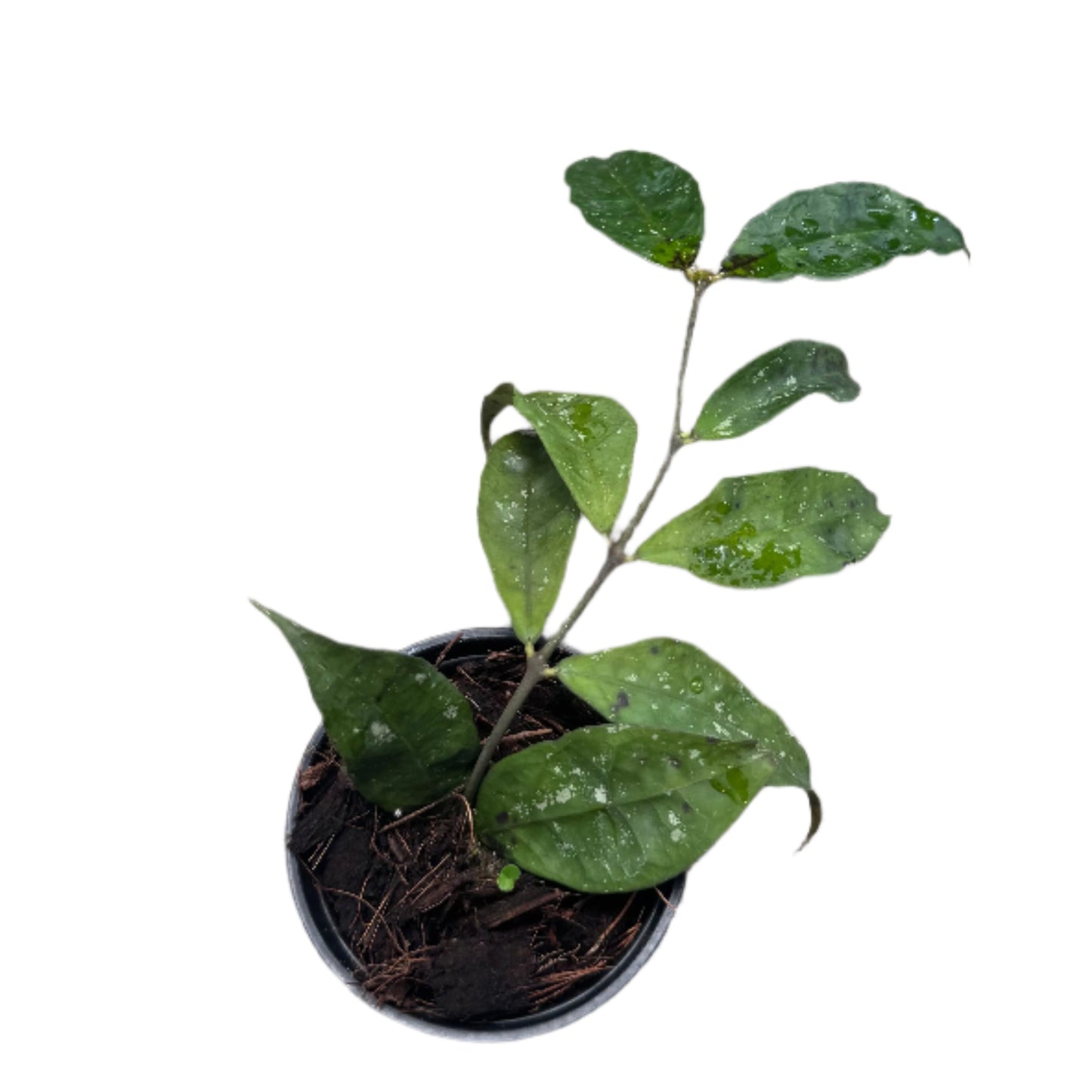 Hoya ignorata