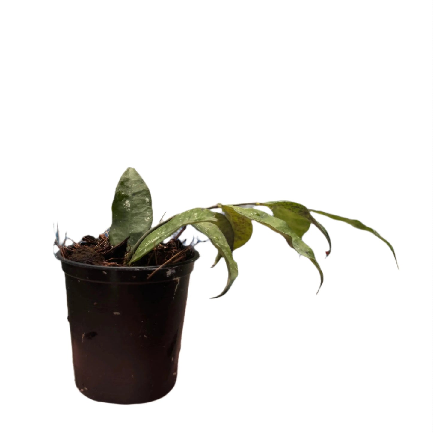 Hoya ignorata
