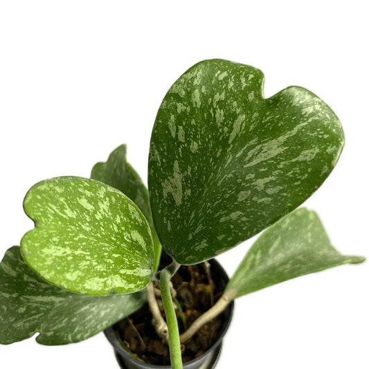 Hoya kerrii splash variegated