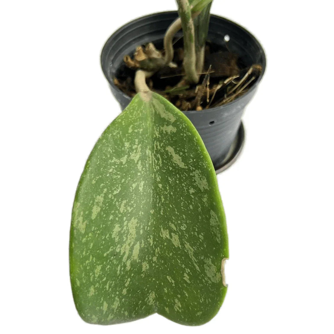 Hoya kerrii splash variegated