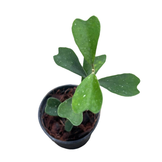 Hoya manipurensis