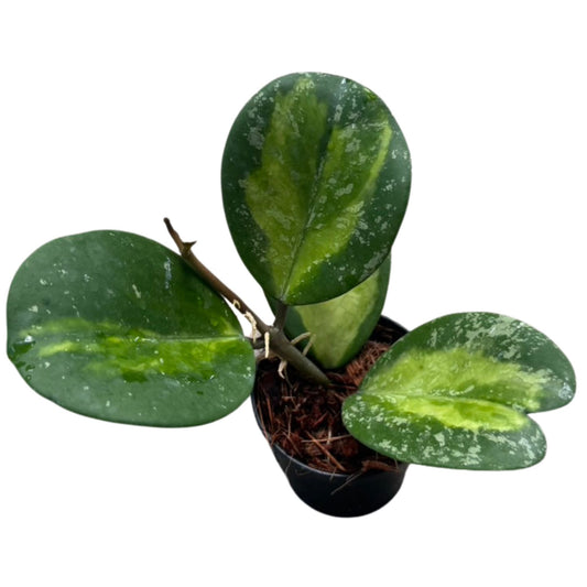 Hoya obovata Inner Variegated