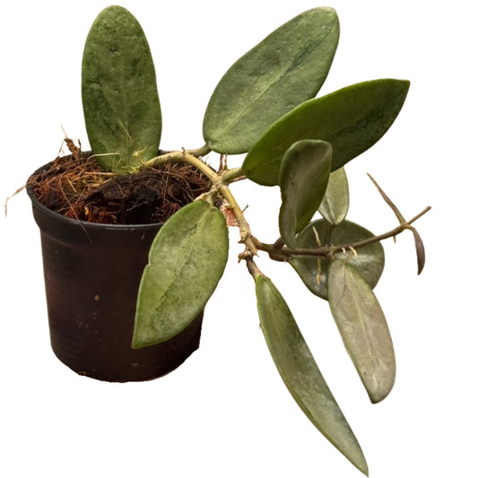 Hoya Silver Lady