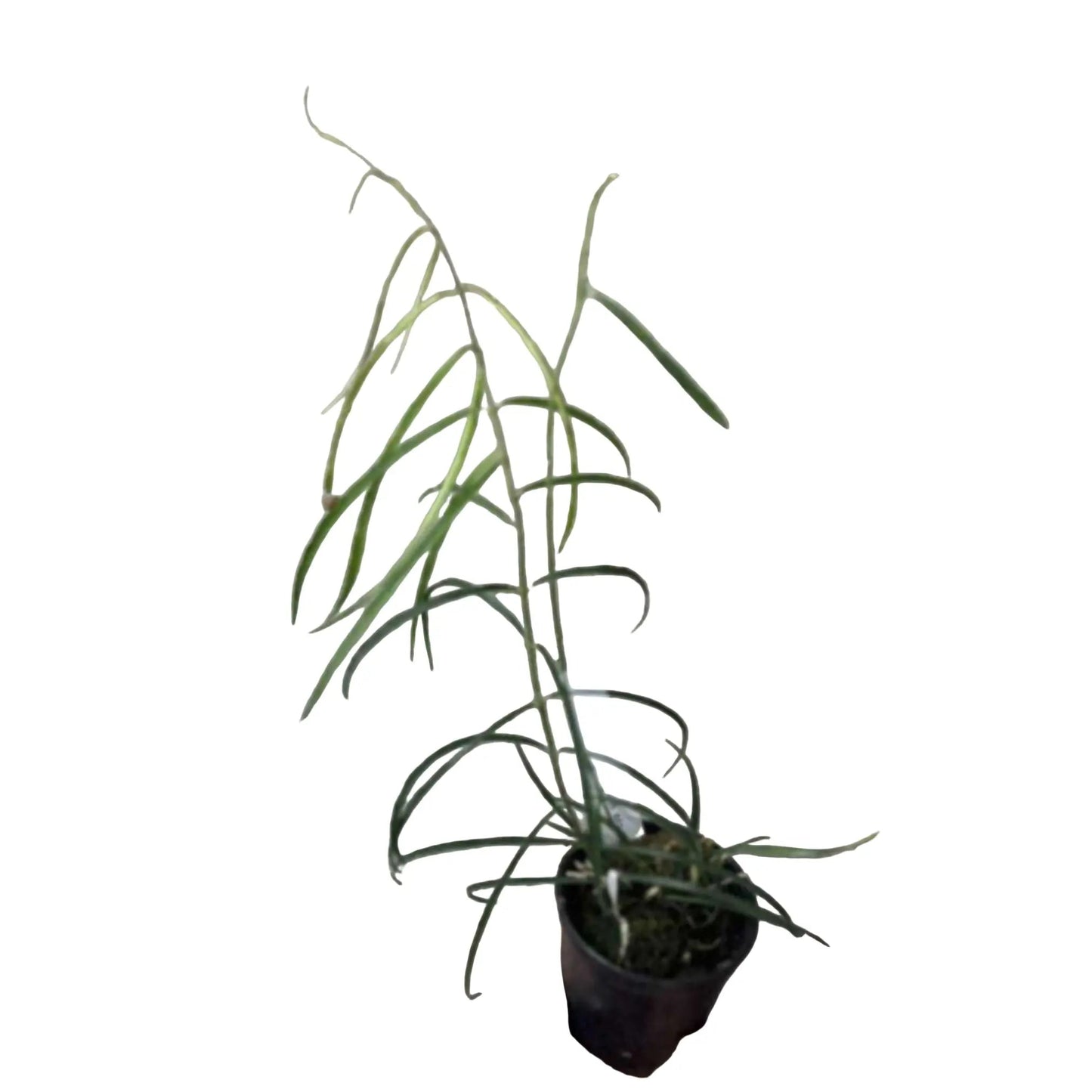 Hoya stenophylla