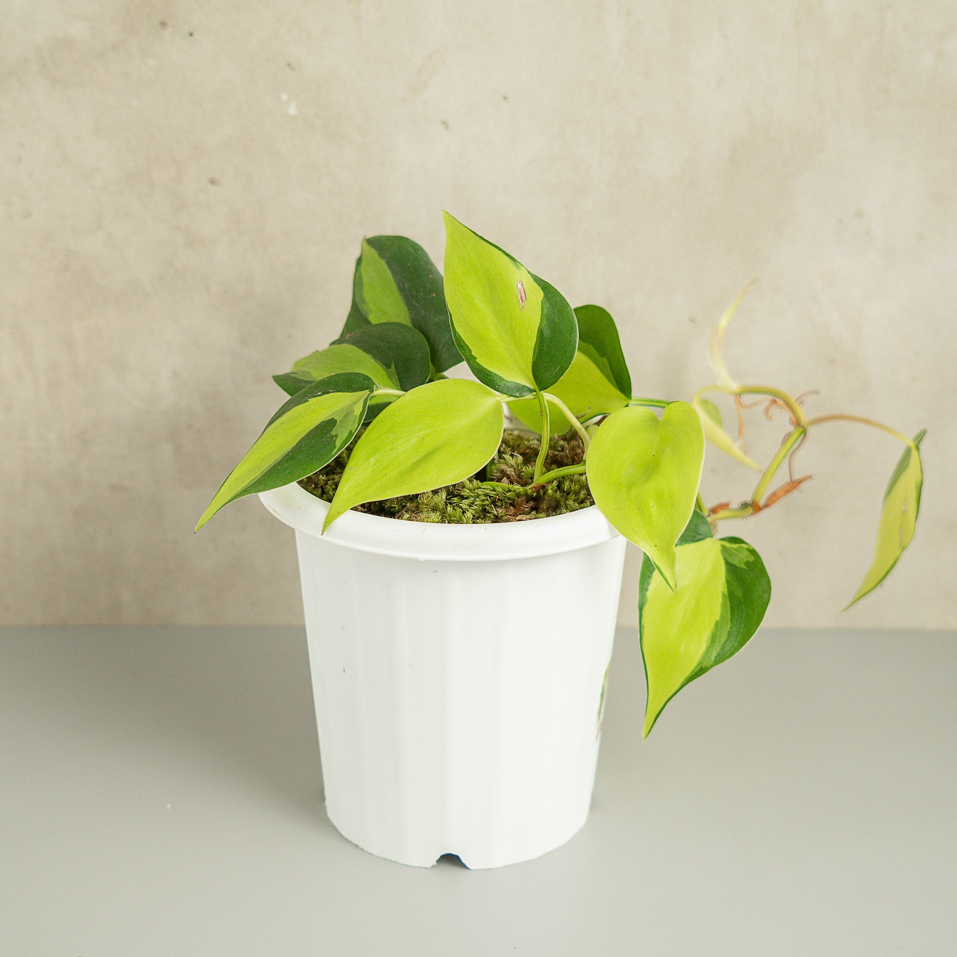 Philodendron Brazil Scandens Medio Pictum - Indonesian Rare Plants