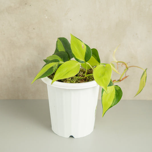Philodendron Brazil Scandens Medio Pictum - Indonesian Rare Plants