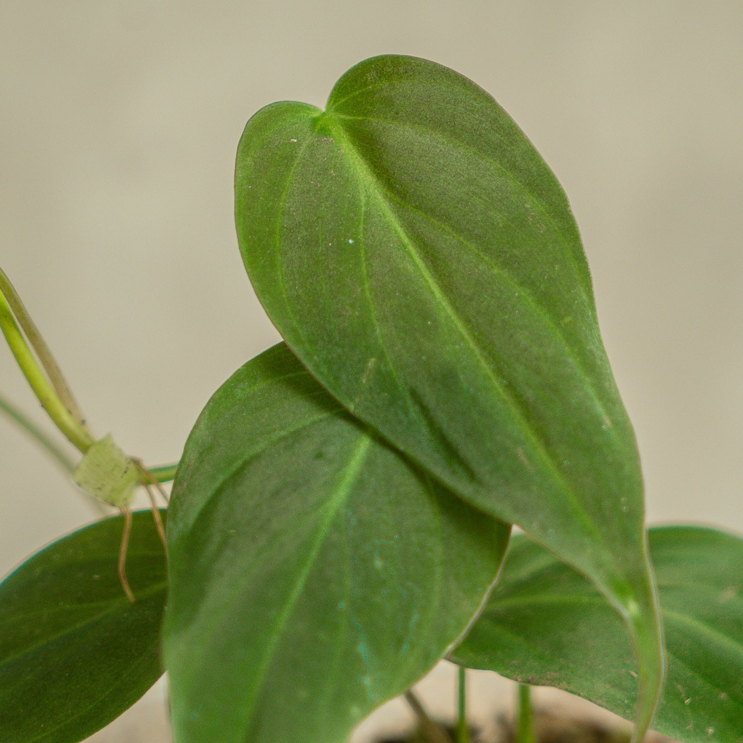 Philodendron Micans