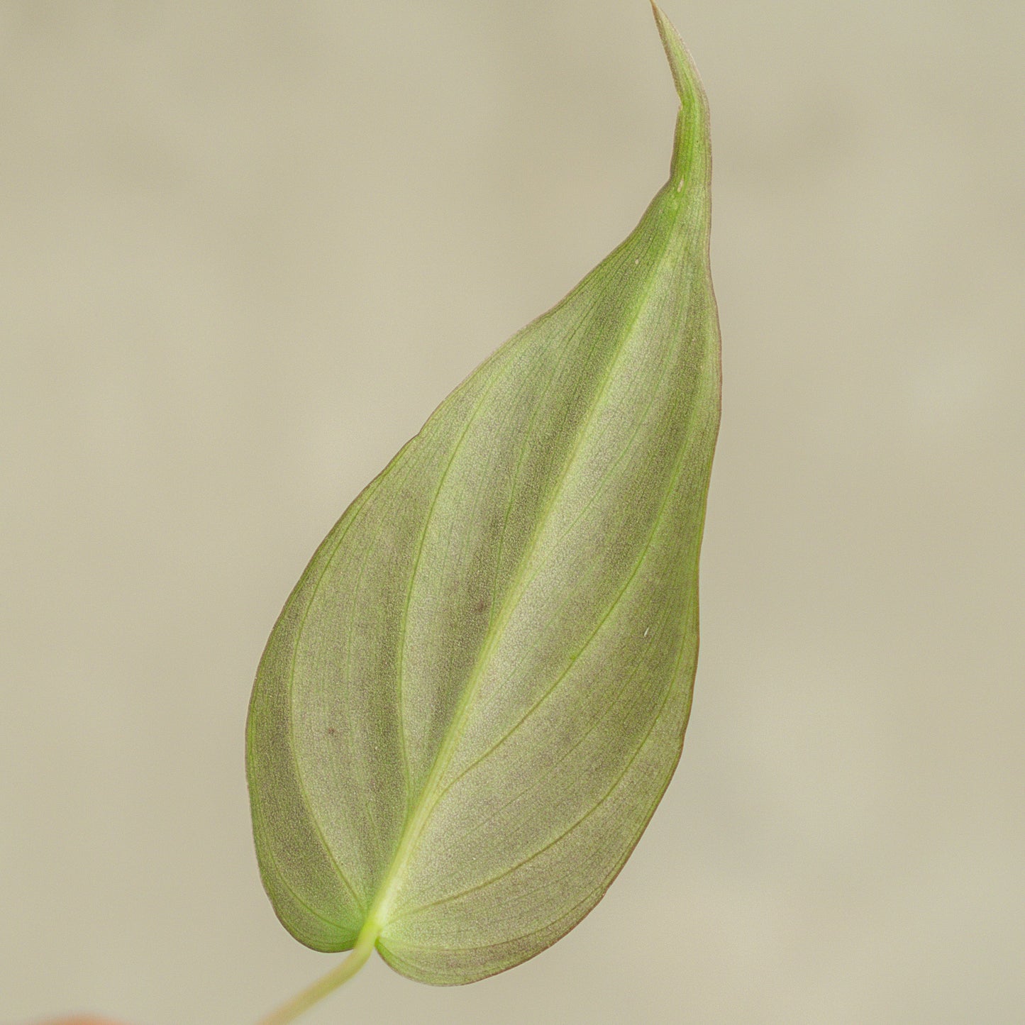 Philodendron Micans