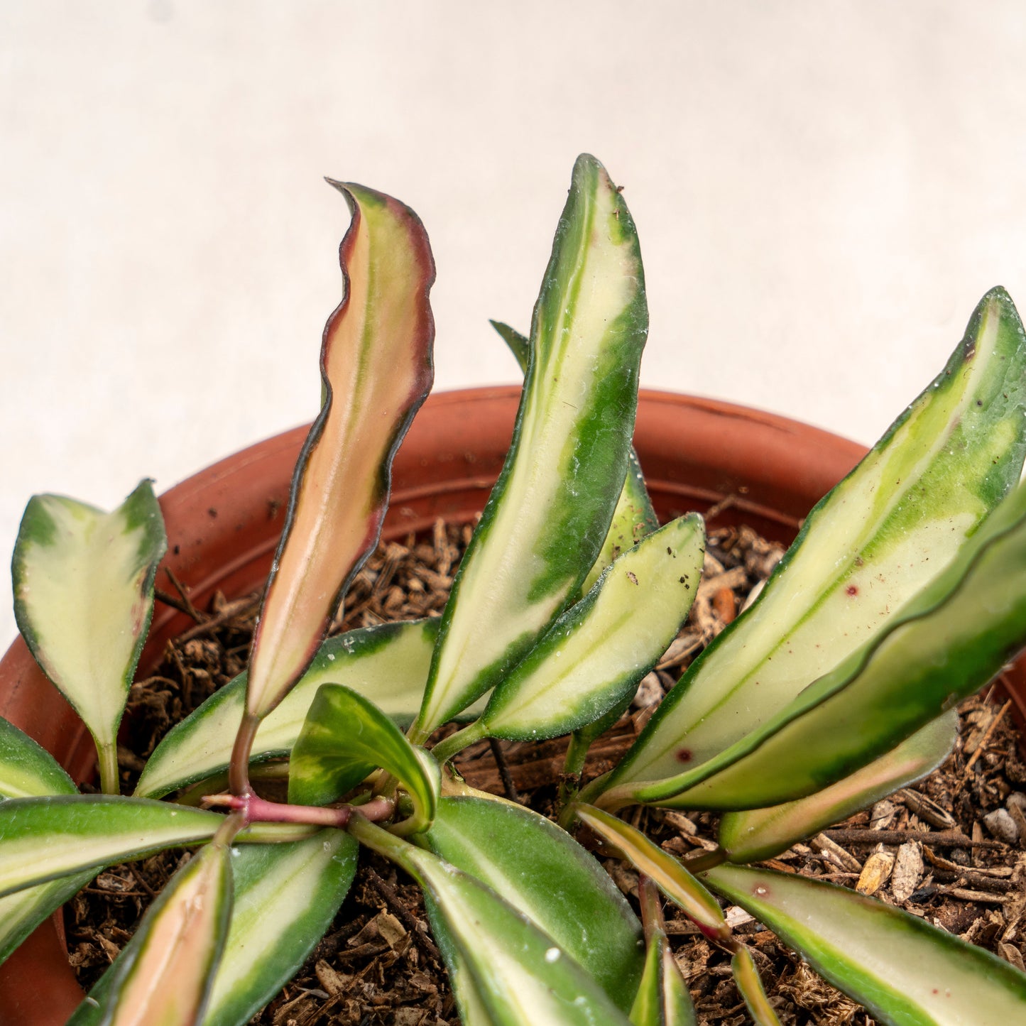 Hoya Wayetti Tricolor