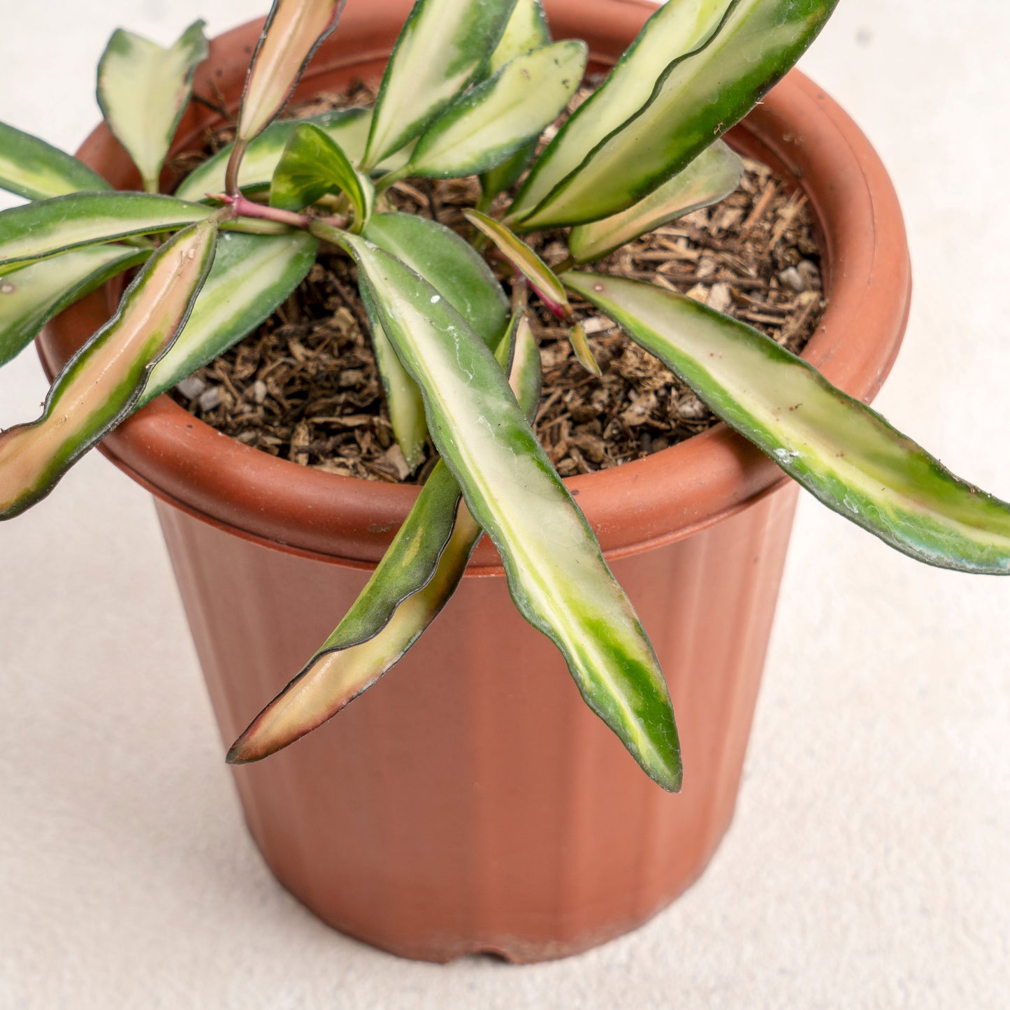 Hoya Wayetti Tricolor