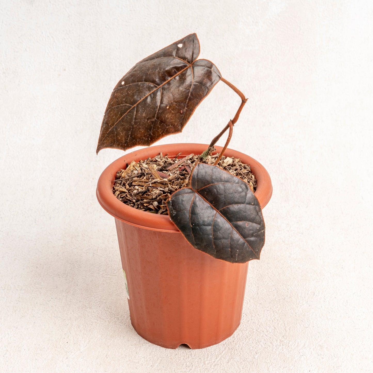 Piper Batman - Indonesian Rare Plants