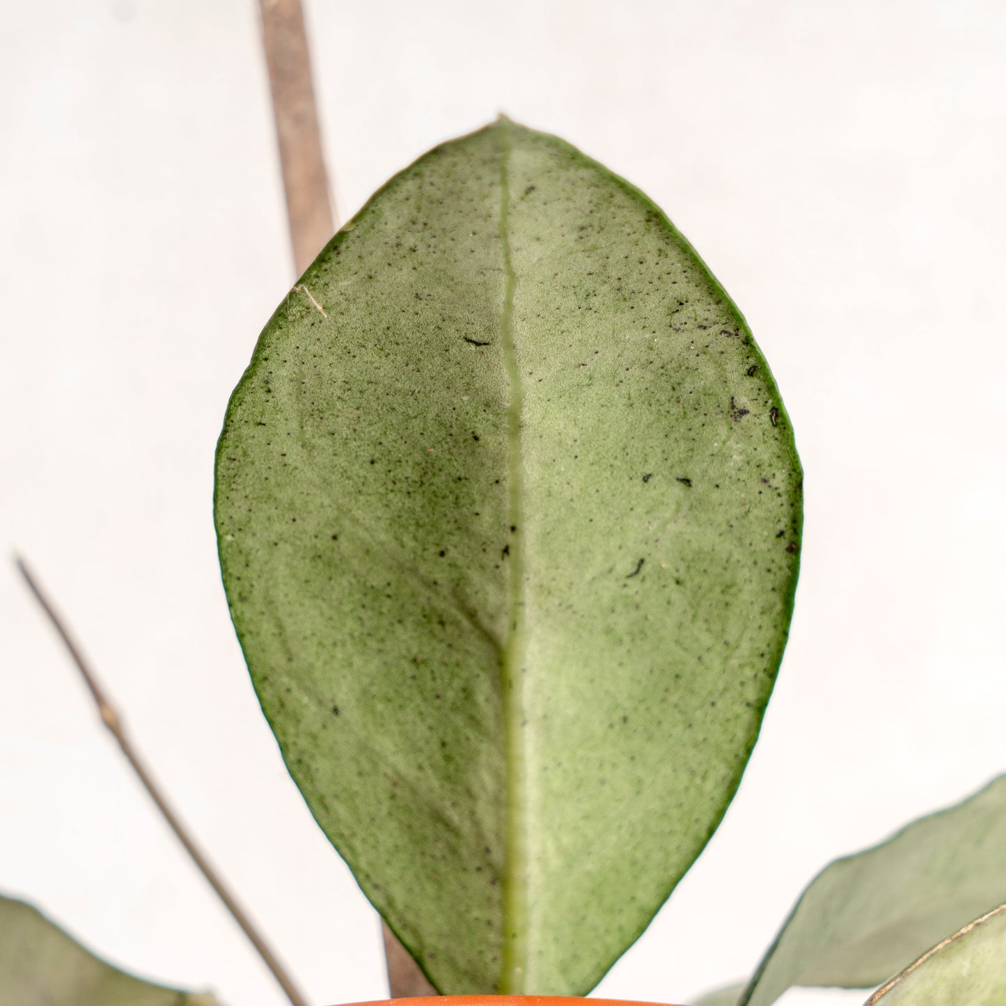 Hoya Verticillata