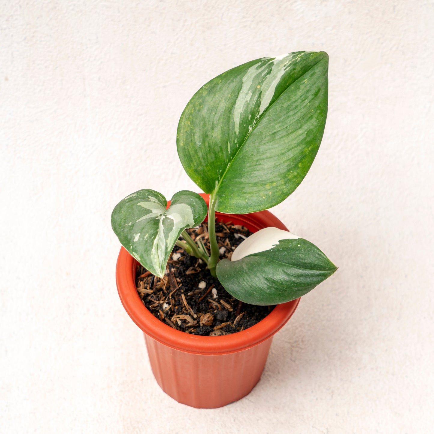 Scindapsus Moonlight Variegated - Indonesian Rare Plants