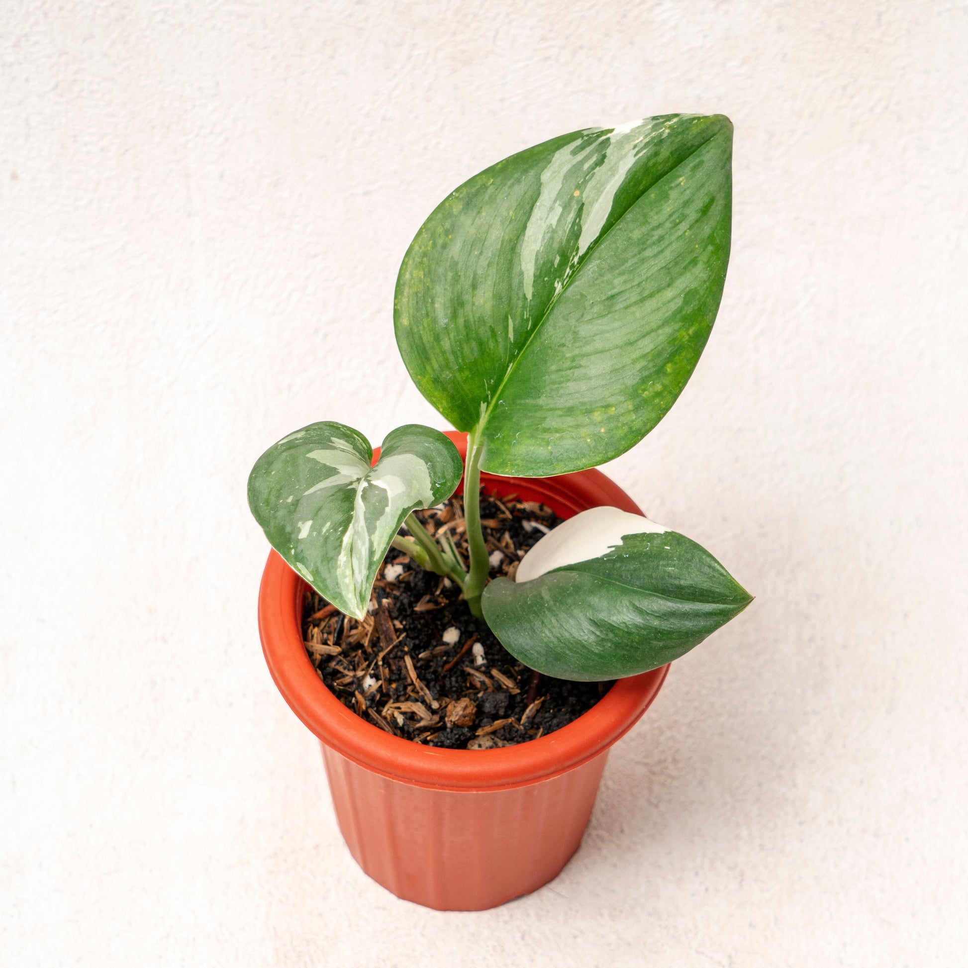 Scindapsus Moonlight Variegated - Indonesian Rare Plants