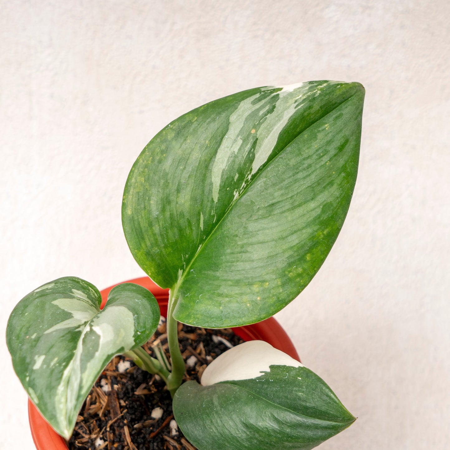 Scindapsus Moonlight Variegated