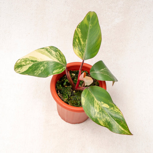 Philodendron Strawberry Shake - Indonesian Rare Plants