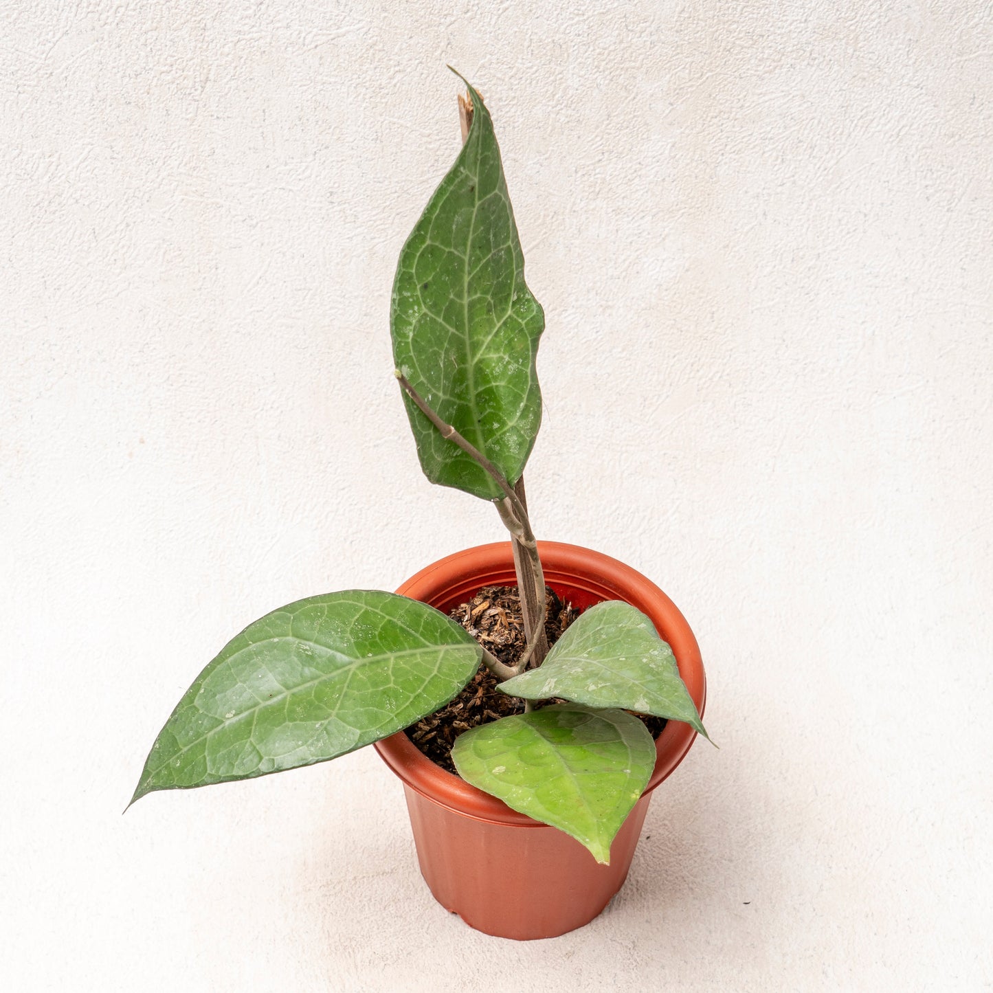 Hoya Verticillata